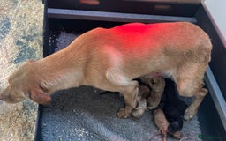 Labrador Retriever dogs for sale: Outstanding KC Registered Labrador Puppies - Image 20