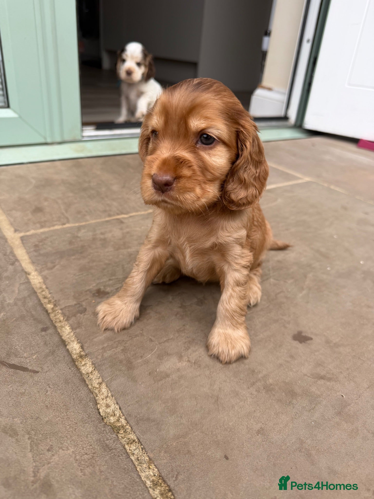 Cocker Spaniel dogs Beautiful DNA Tested Show Cocker Spaniels - Advert 1