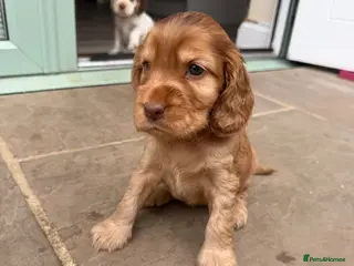 Cocker Spaniel dogs Beautiful DNA Tested Show Cocker Spaniels - Advert 1