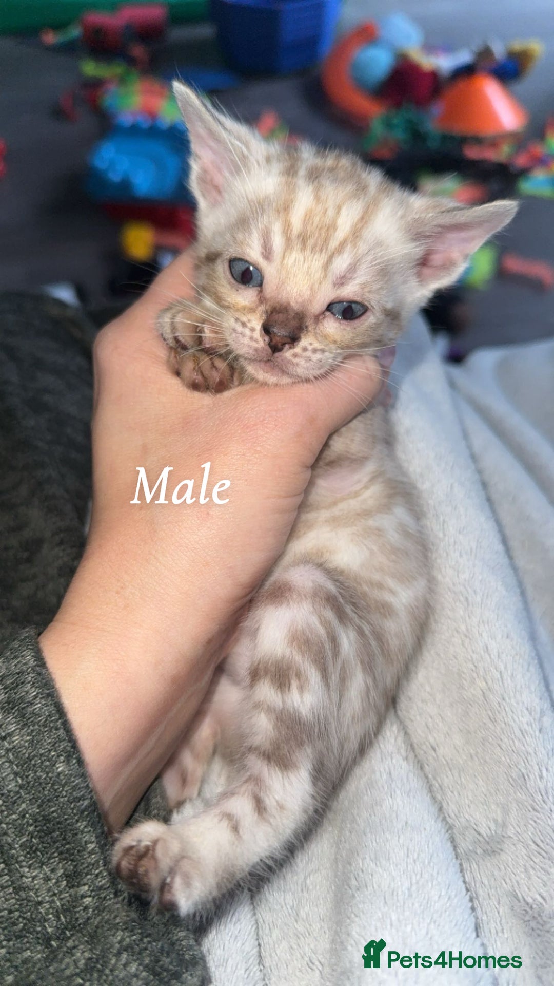 Bengal cats for sale: Bengal kittens  - Advert 22