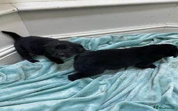 Borador dogs for sale: ⚫️lab x collie puppies ⚪️ - Advert 9