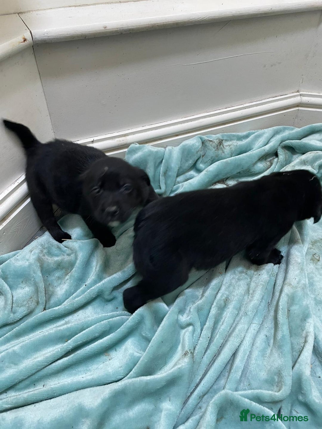 Borador dogs for sale: ⚫️lab x collie puppies ⚪️ - Advert 9