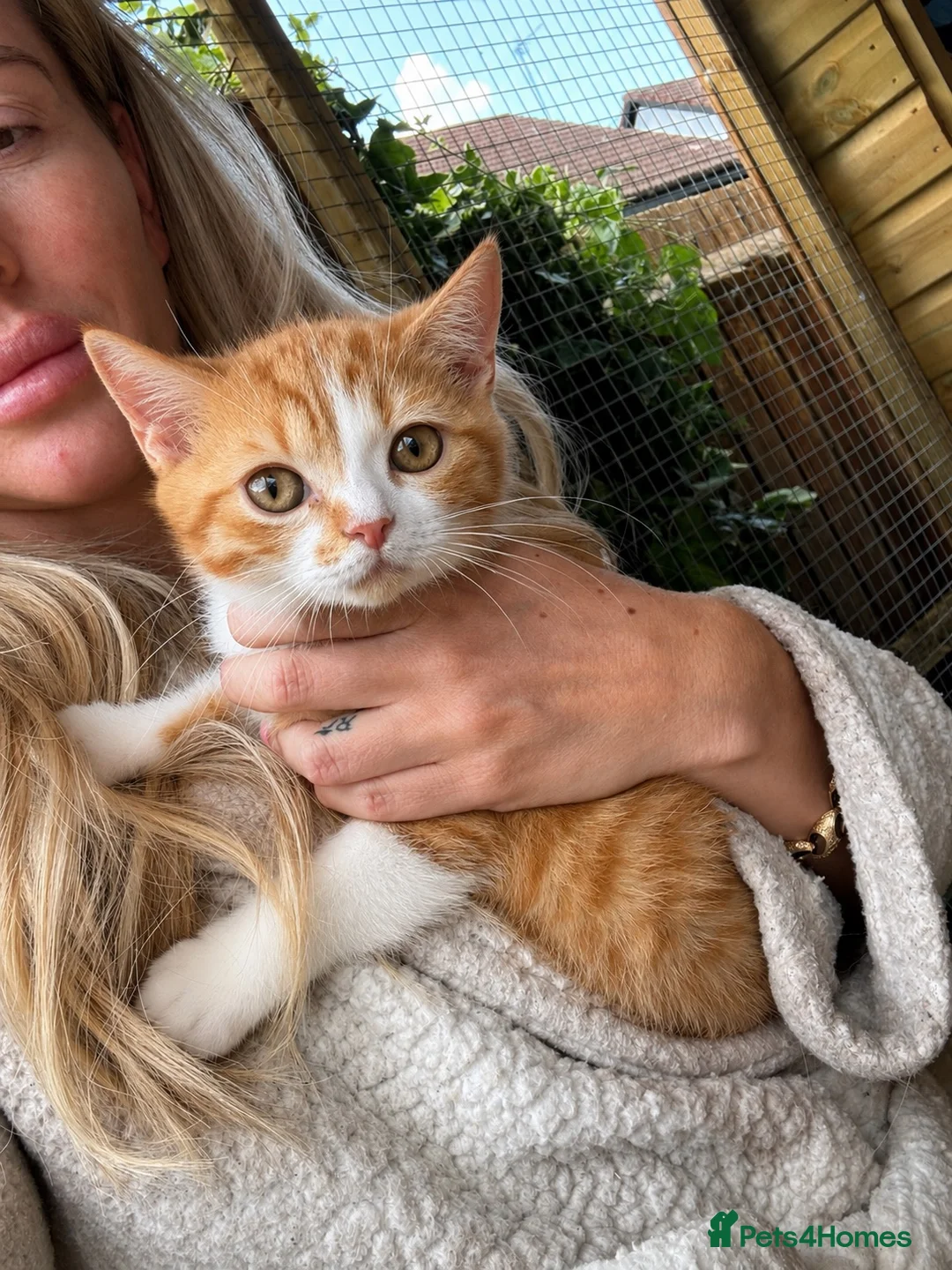 British Shorthair cats for sale: Stunning red & white boy gccf reg  - Advert 1