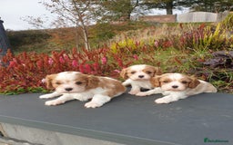 Cavalier King Charles Spaniel dogs for sale: Super cute KC blenheim pups, health tested parents - Image 3