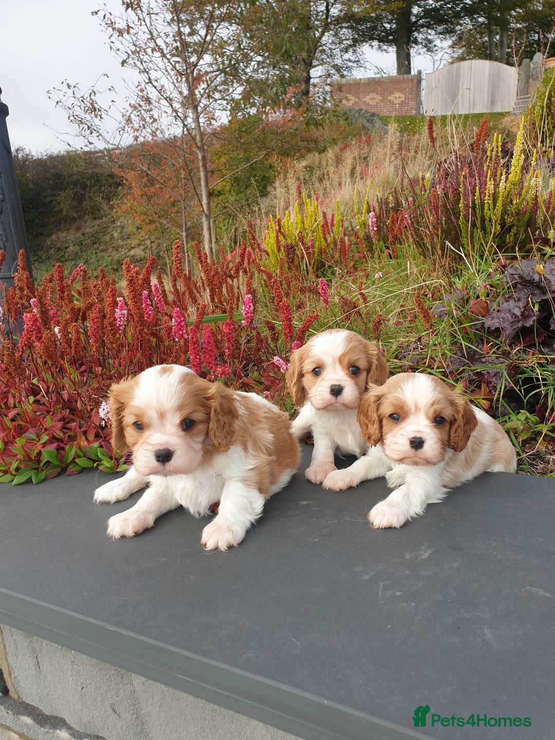 Cavalier King Charles Spaniel dogs for sale: Super cute KC blenheim pups, health tested parents - Image 3