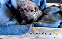 Cockapoo dogs for sale: ✨ READY SOON-Adorable F1B Cockapoo Puppies✨ - Image 16