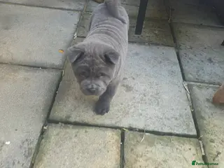 Chow Chow dogs 2 blue smooth left - Advert 4