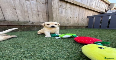 Labrador Retriever dogs - Advert 4