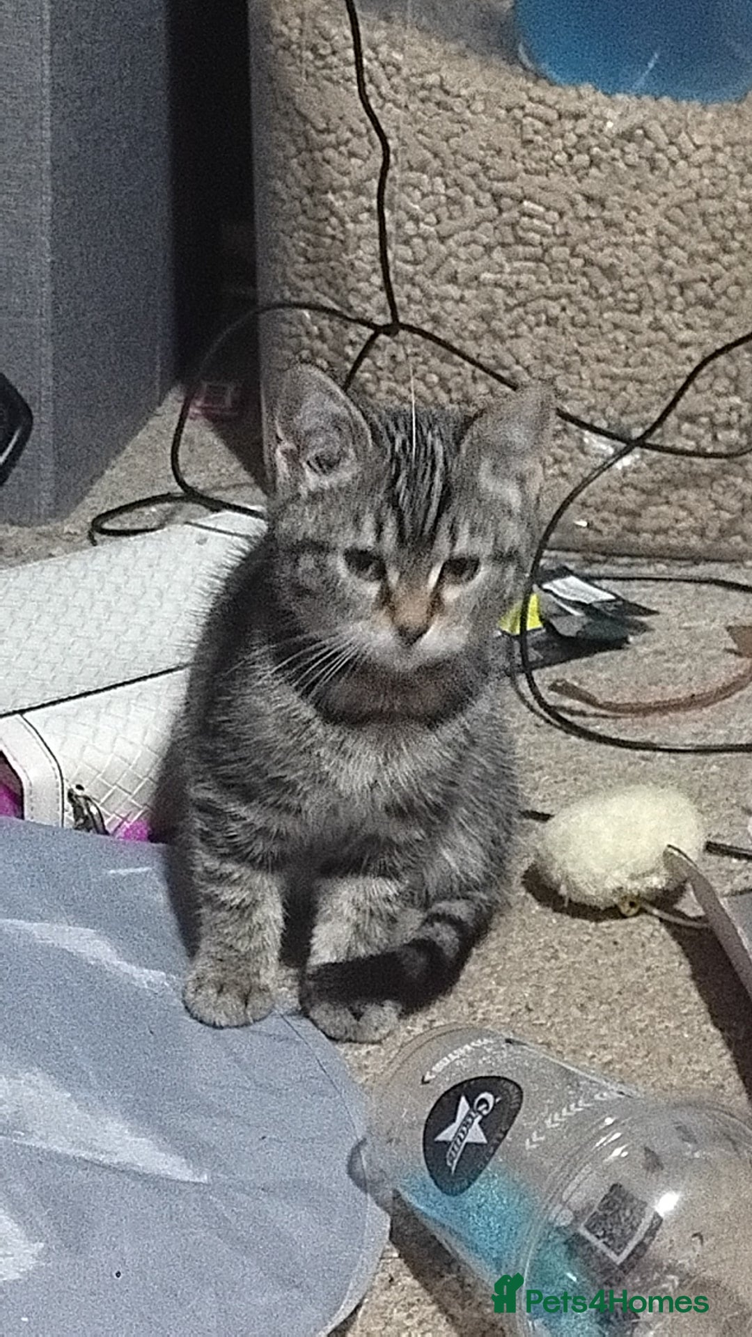 Domestic Shorthair cats for sale: This is pippin - Advert 2