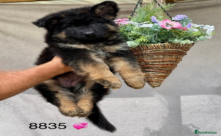 German Shepherd dogs - Advert 3