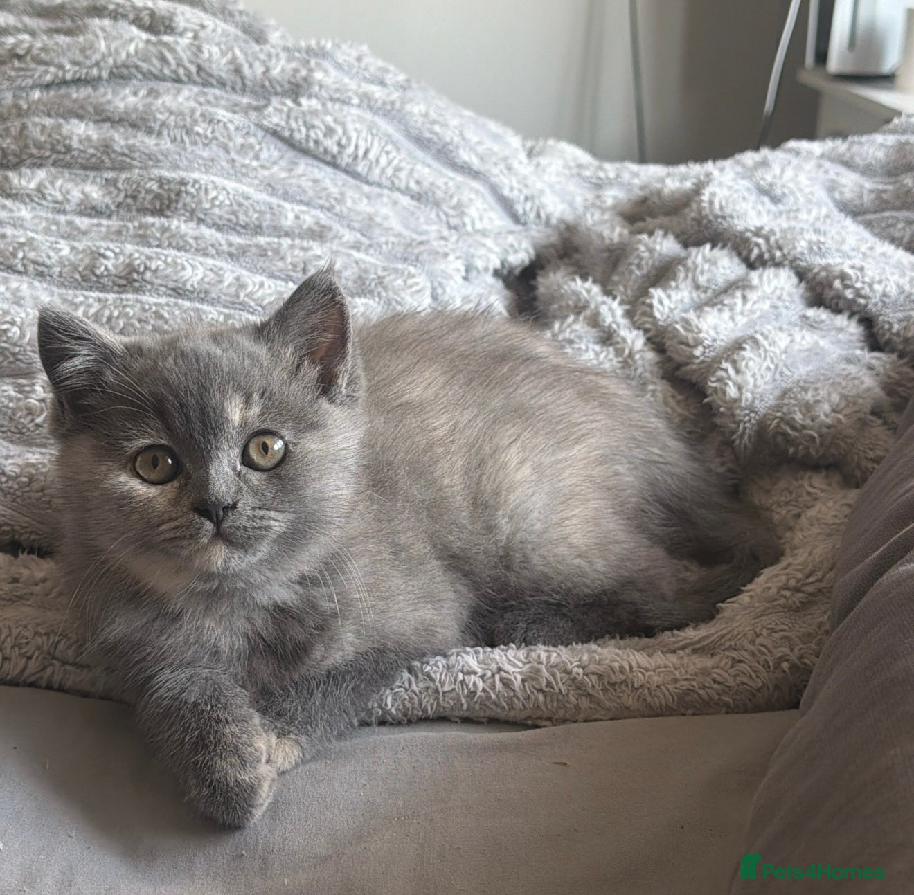 British Shorthair cats Beautiful 😍 X2 British Shorthairs 😸 - Advert 1