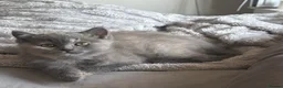 British Shorthair cats for sale: Beautiful 😍 X2 British Shorthairs 😸 in Enfield - Advert 1
