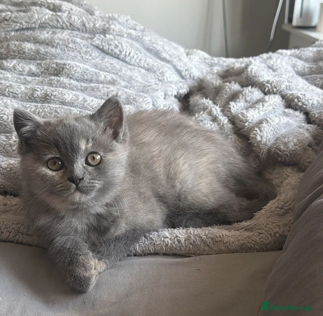 British Shorthair cats for sale: Beautiful 😍 X2 British Shorthairs 😸 in Enfield - Advert 1