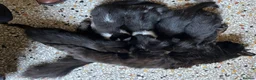 Mixed Breed cats for sale: Five kittens ready to go - Advert 3