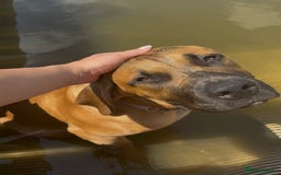 Boerboel dogs for sale: Elite Family-raised & trained Boerboel puppy - Image 15