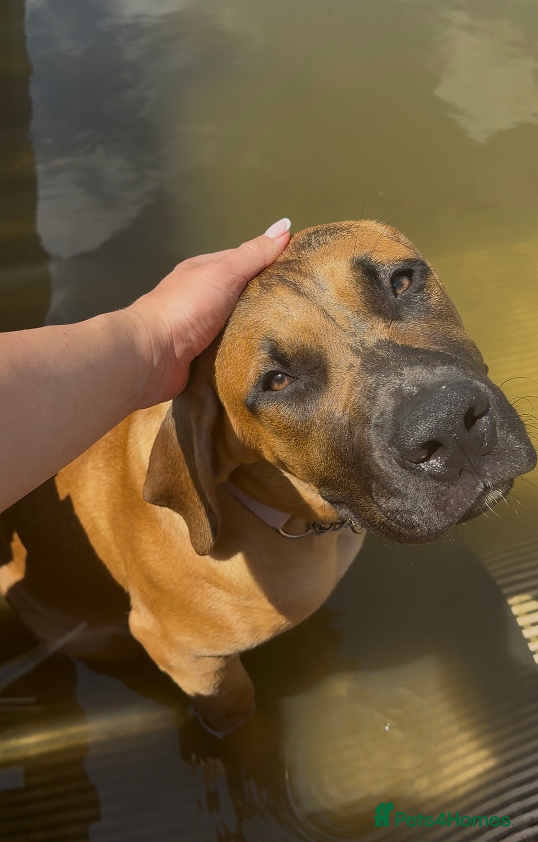 Boerboel dogs for sale: Elite Family-raised & trained Boerboel puppy - Image 15