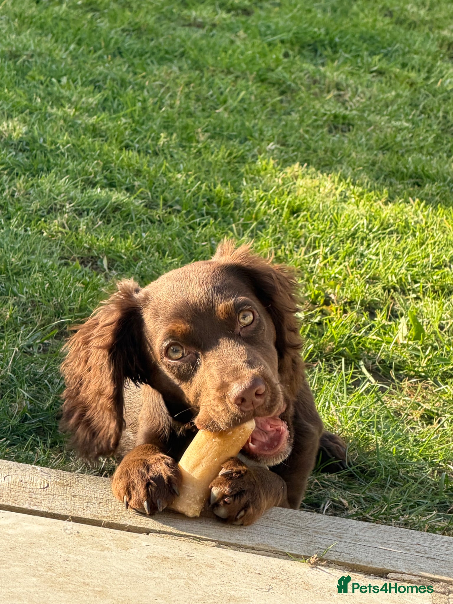 Cocker Spaniel dogs Working cocker spaniel  - Advert 7
