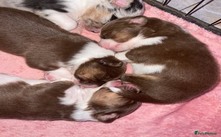 Australian Shepherd dogs - Advert 1