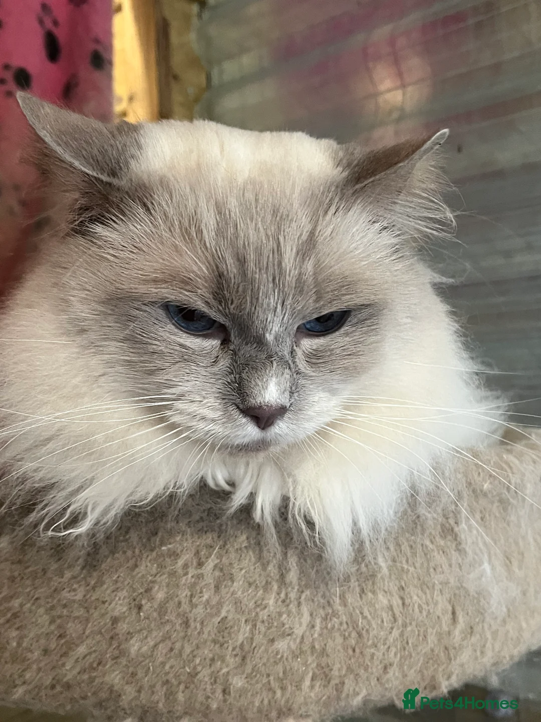 Ragdoll cats for stud: GCCF lilac ragdoll male for Stud  - Advert 4