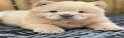 Chow Chow dogs for stud: TOP QUALITY CHOW CHOW FOR STUD in Sunderland - Advert 4