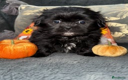 Shih Tzu dogs for sale: 🩷🩷 Stunning Black Shih Tzu Girls 🩷🩷 - Image 5