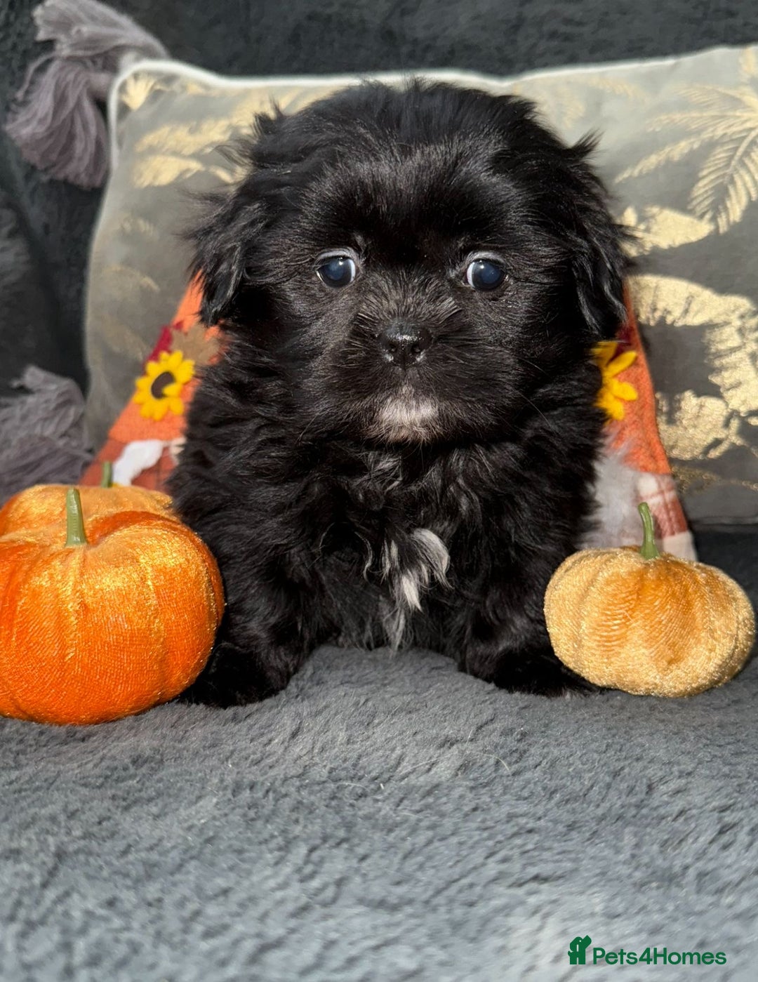 Shih Tzu dogs for sale: 🩷🩷 Stunning Black Shih Tzu Girls 🩷🩷 - Image 5