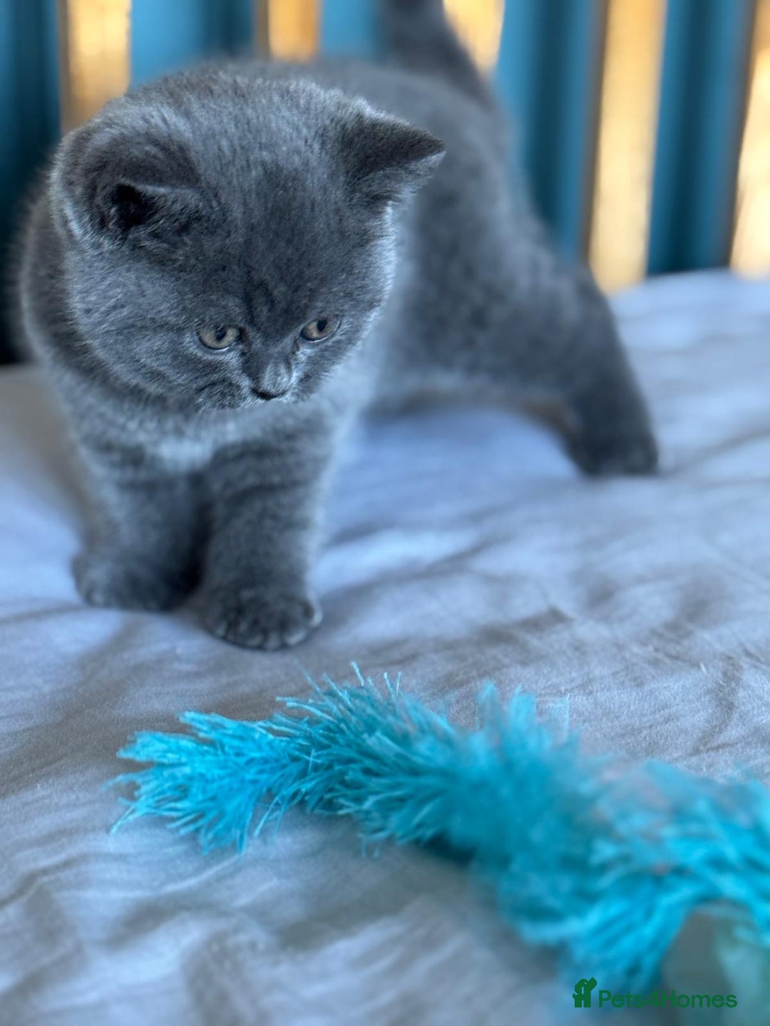 British Shorthair cats for sale: British Shorthair Kitten - Advert 7