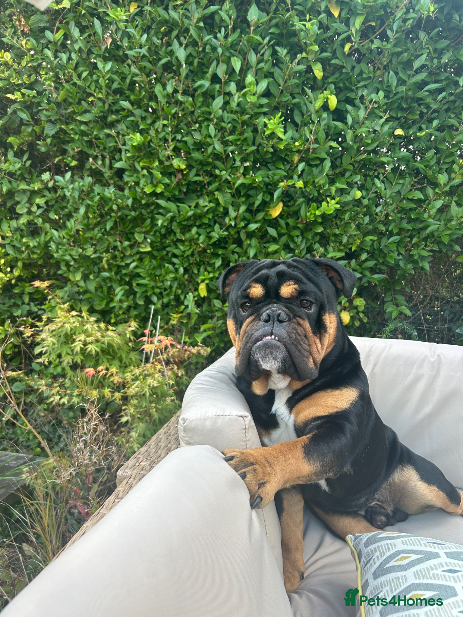 English Bulldog dogs Black & tan english Pedigree Stud dog - Advert 7