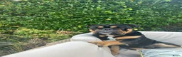 English Bulldog dogs for stud: Black & tan english Pedigree Stud dog in Knutsford - Advert 1