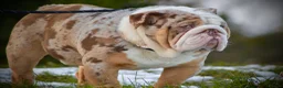 English Bulldog dogs for stud: Heavy set BRITISH BULLDOG - Advert 6
