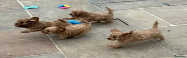 Cavapoo 4
