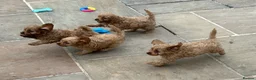 Cavapoo dogs for sale: Beautiful Red Cavapoos - Advert 4
