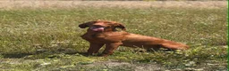 Hungarian Vizsla dogs for sale: 10month old girls for pet homes - Advert 12