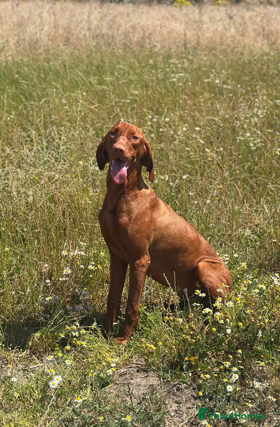 Hungarian Vizsla dogs for sale: 10month old girls for pet homes - Advert 12