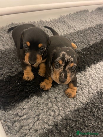 Miniature Dachshund dogs - Advert 1