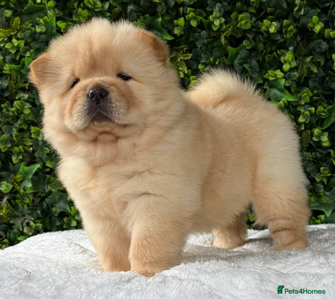 Chow Chow dogs for sale: 🧸🧸Beautiful litter of chow chow puppies🧸🧸 - Image 4