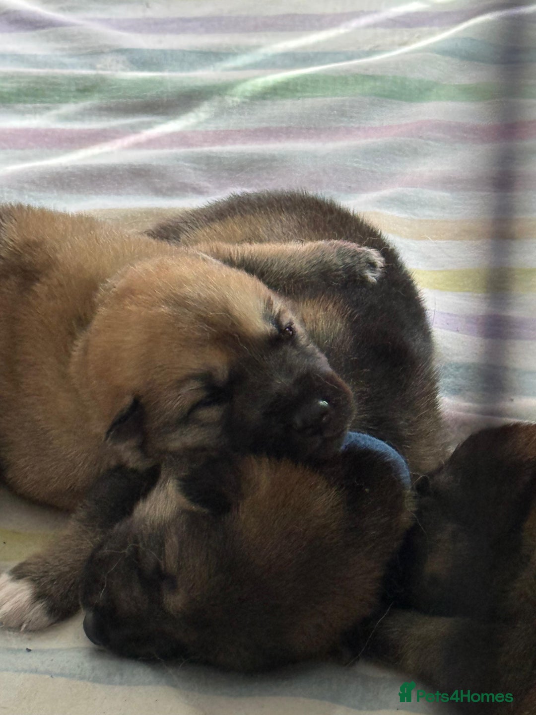 Shepsky dogs for sale: German shepherd x husky 3 weeks old  - Image 13