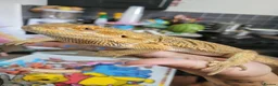 Bearded Dragon reptiles for sale: Bearded dragon and full set up  - Advert 1