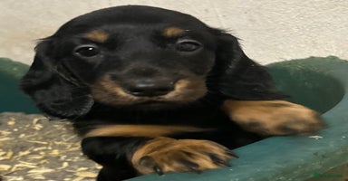Dachshund dogs - Advert 7