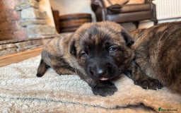 Belgian Shepherd Dog dogs for sale: Dutch shepherd puppies  - Image 1