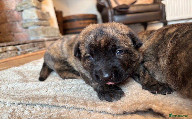 Belgian Shepherd Dog dogs - Advert 11