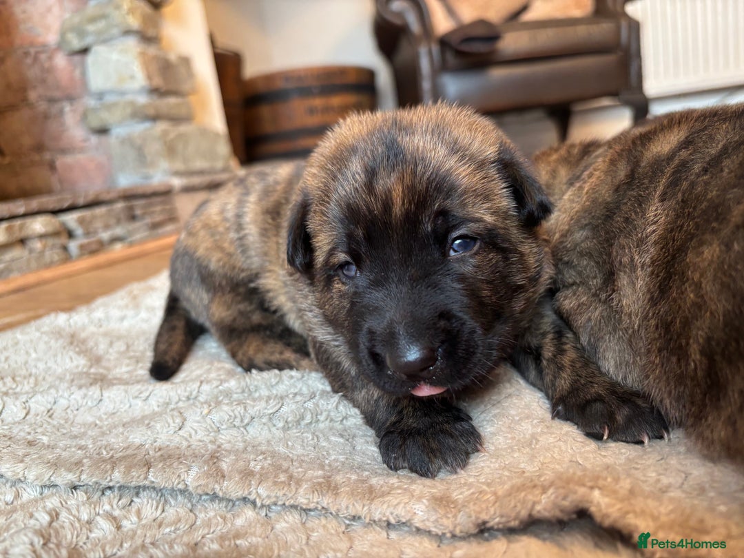 Belgian Shepherd Dog dogs for sale: Dutch shepherd puppies  - Image 1