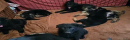 German Shepherd dogs for sale: 9 beautiful german shepards looking for a home - Advert 6