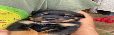 Rottweiler 2