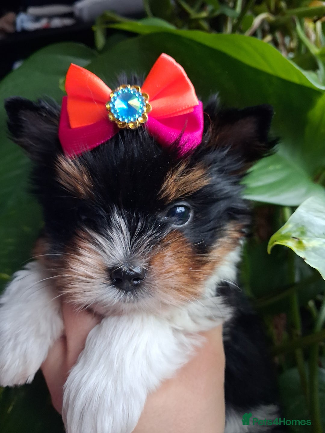 Biewer Terrier dogs for sale: Beautiful 2 mini girls - Advert 31