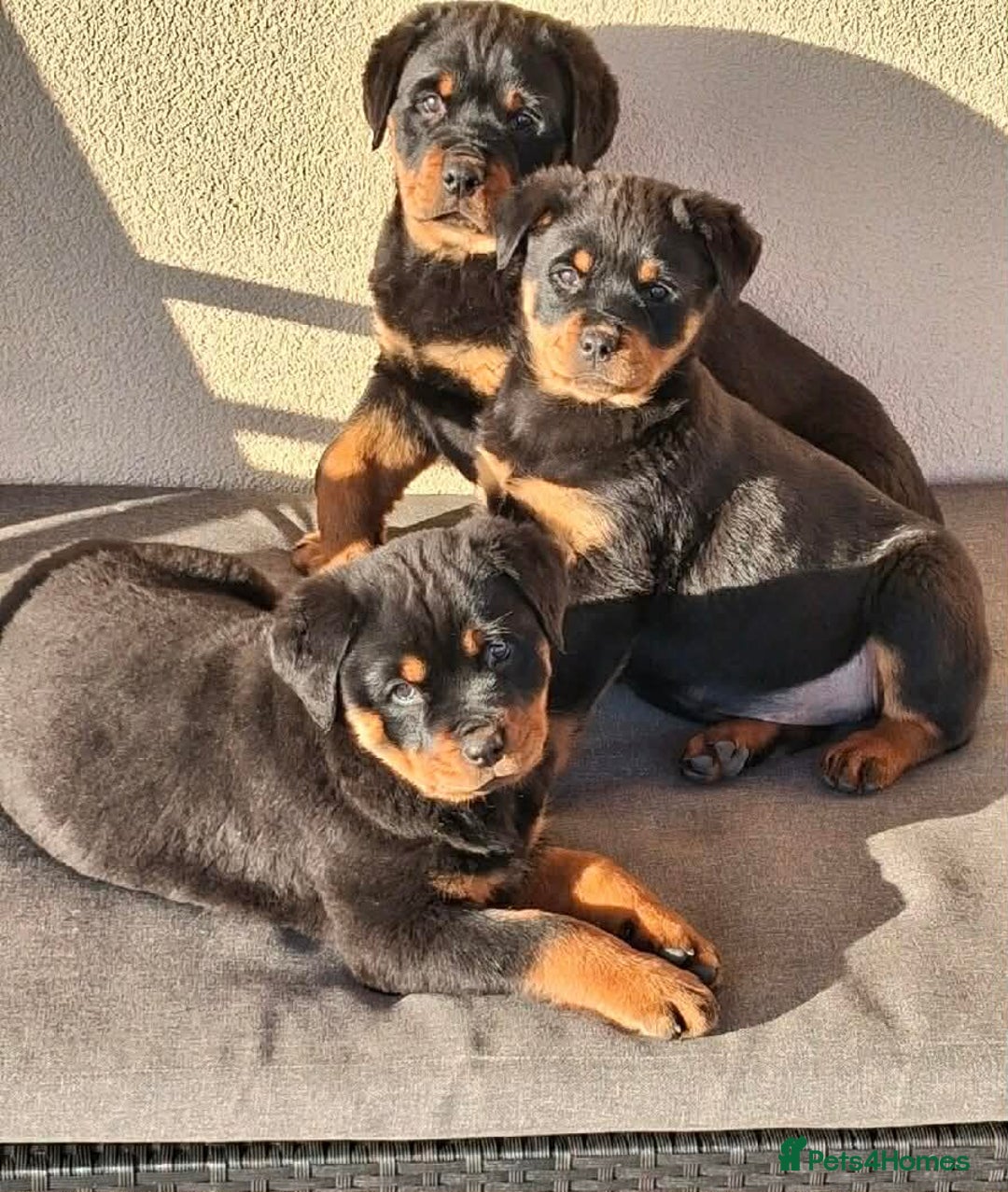 Rottweiler dogs for sale: 🥰 Beautiful Rottweiler Puppies 🐶  - Advert 3