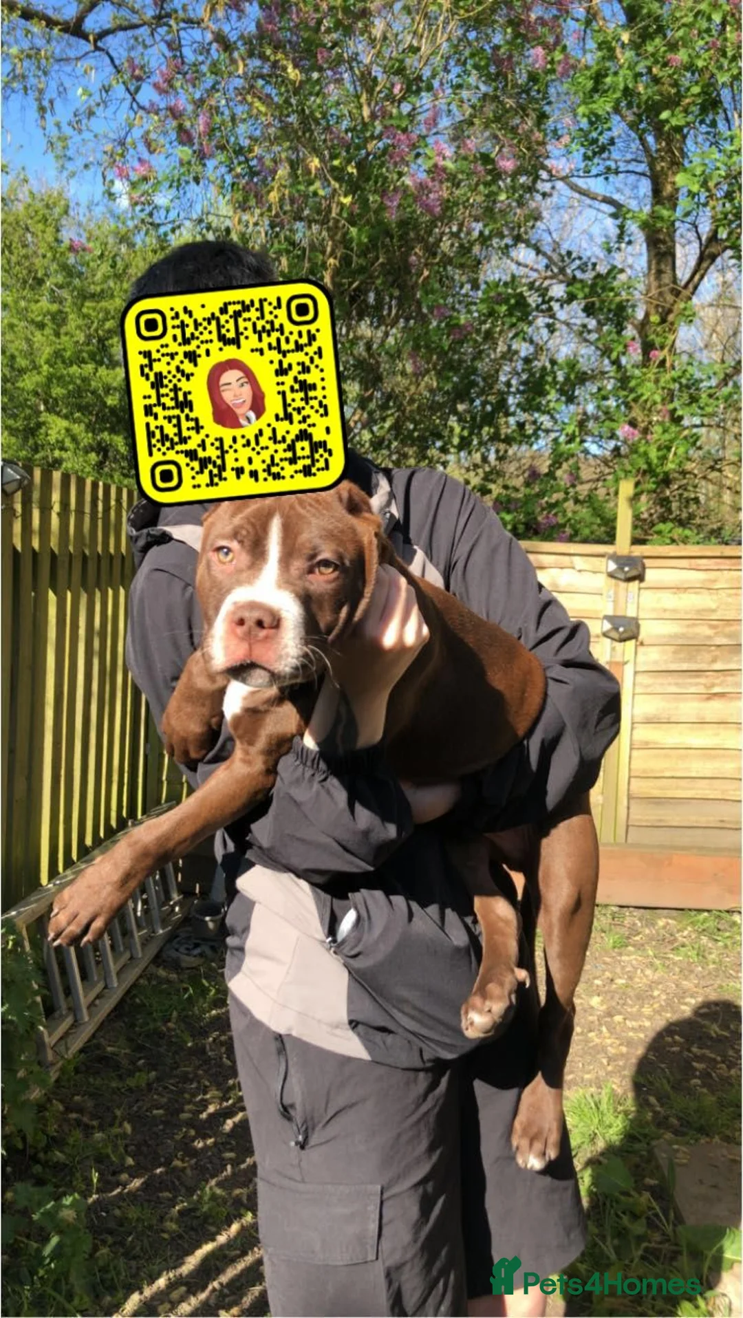 Mixed Breed dogs for sale: Ghost - Advert 2