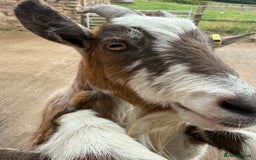 Goats livestock for sale: 3 x Wether Pygmy Goats  - Image 3