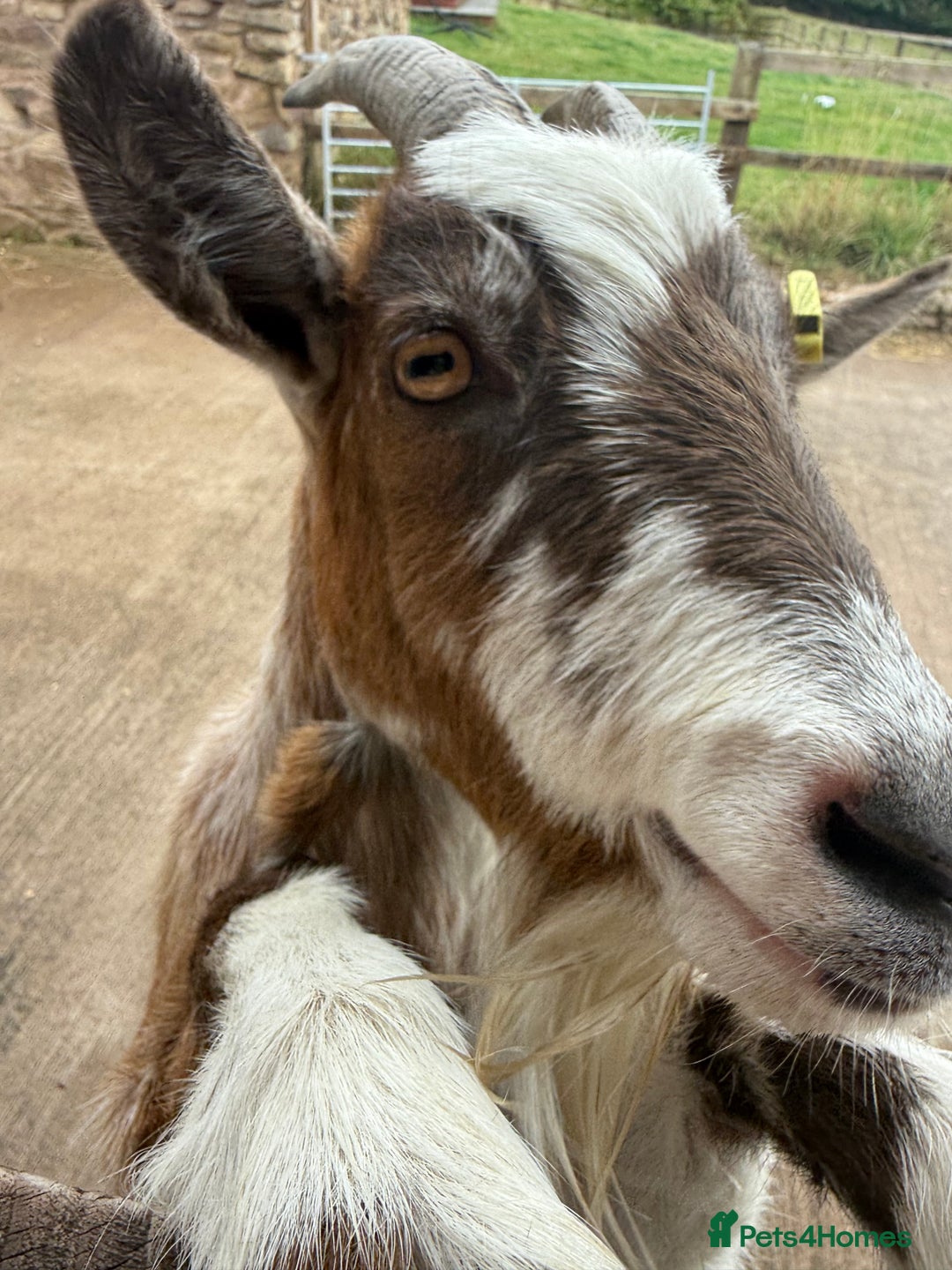 Goats livestock for sale: 3 x Wether Pygmy Goats  - Image 3