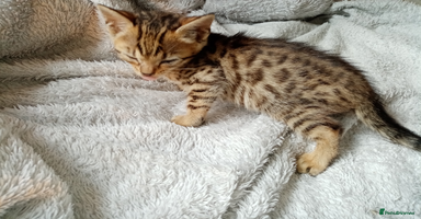Mixed Breed cats - Advert 3